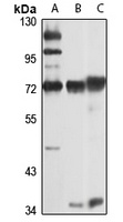 TDRKH Rabbit Polyclonal Antibody