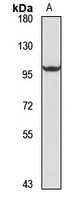TLR5 Rabbit Polyclonal Antibody