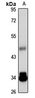 TNIP2 Antibody
