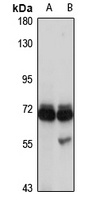 TNXB Antibody