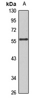 TRIM22 Rabbit Polyclonal Antibody