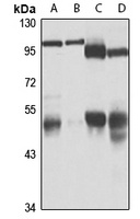 UBA3 Rabbit Polyclonal Antibody