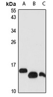 UBL4A Rabbit Polyclonal Antibody