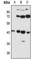 UBLCP1 Rabbit Polyclonal Antibody