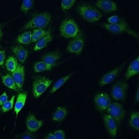 USP46 Antibody