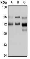 WDR26 Antibody