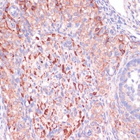 WNT10B Rabbit Polyclonal Antibody
