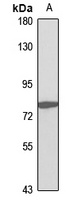 Zyxin Rabbit Polyclonal Antibody