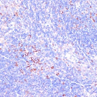 Zyxin Rabbit Polyclonal Antibody