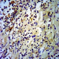 Adiponectin Rabbit Polyclonal Antibody