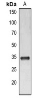 IL-33 Antibody