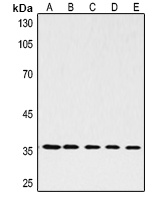 GAPDH Mouse Monoclonal Antibody