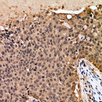 GAPDH Mouse Monoclonal Antibody