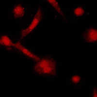 GAPDH Mouse Monoclonal Antibody