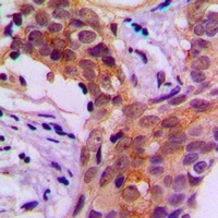 Beta-actin Mouse Monoclonal Antibody