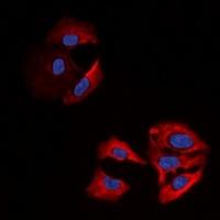 Beta-actin Mouse Monoclonal Antibody