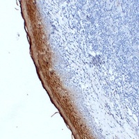 Annexin A1 Mouse Monoclonal Antibody