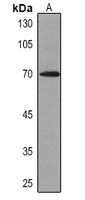 Caldesmon Mouse Monoclonal Antibody