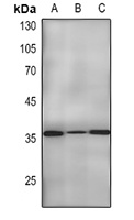 PCNA Antibody