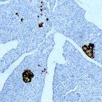 Synaptophysin Mouse Monoclonal Antibody