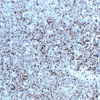 Synaptophysin Mouse Monoclonal Antibody