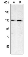 CD31 Antibody