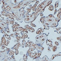 CD31 Antibody