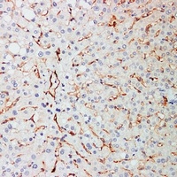 CD31 Antibody