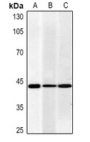 Actin pan Mouse Monoclonal Antibody