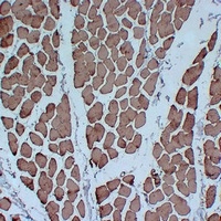 Actin pan Mouse Monoclonal Antibody