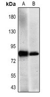 CD44 Mouse Monoclonal Antibody