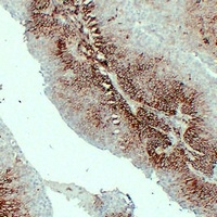 CD44 Mouse Monoclonal Antibody