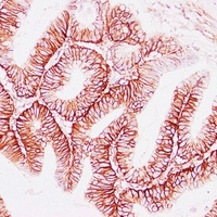 CD44 Mouse Monoclonal Antibody