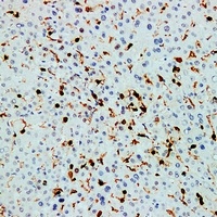 CD45 Mouse Monoclonal Antibody