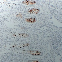 MUC2 Mouse Monoclonal Antibody