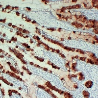 MUC2 Mouse Monoclonal Antibody