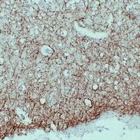 MBP Antibody