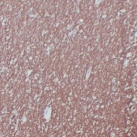 MBP Antibody