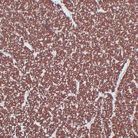 MBP Antibody