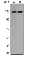 Cadherin pan Mouse Monoclonal Antibody