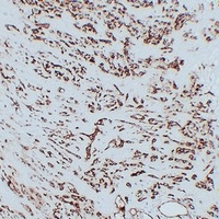 CD31 Antibody