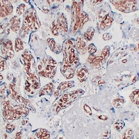 CD34 Antibody