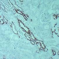 Claudin 7 Antibody