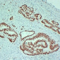 MCM2 Mouse Monoclonal Antibody