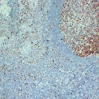 MCM2 Mouse Monoclonal Antibody