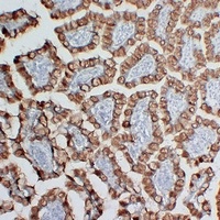 MUC2 Mouse Monoclonal Antibody