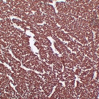 MBP Antibody