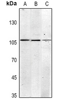 CD325 Mouse Monoclonal Antibody