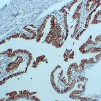 CD325 Mouse Monoclonal Antibody
