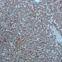 CD325 Mouse Monoclonal Antibody